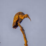 Hadada Ibis (Bostrychia hagedash) @ Tembe Elephant Park, South Africa. Photo: Håvard Rosenlund