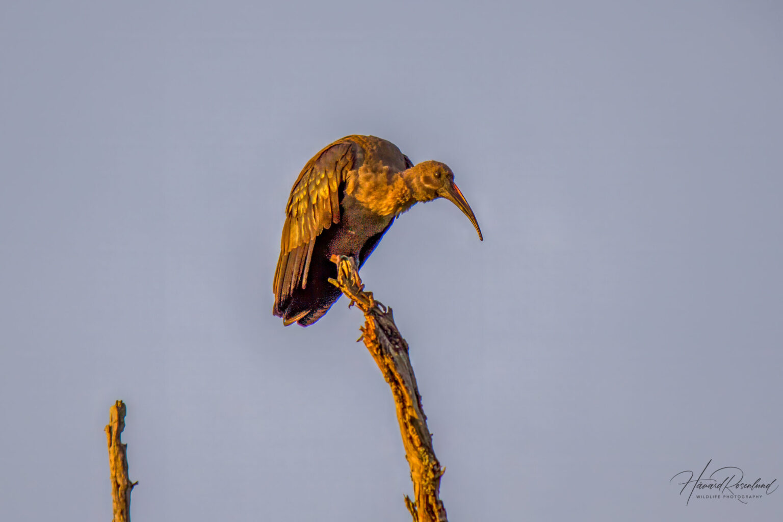 Hadada Ibis (Bostrychia hagedash) @ Tembe Elephant Park, South Africa. Photo: Håvard Rosenlund