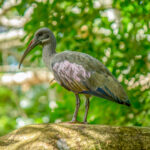 Hadada Ibis (Bostrychia hagedash) @ St Lucia Estuary, South Africa. Photo: Håvard Rosenlund