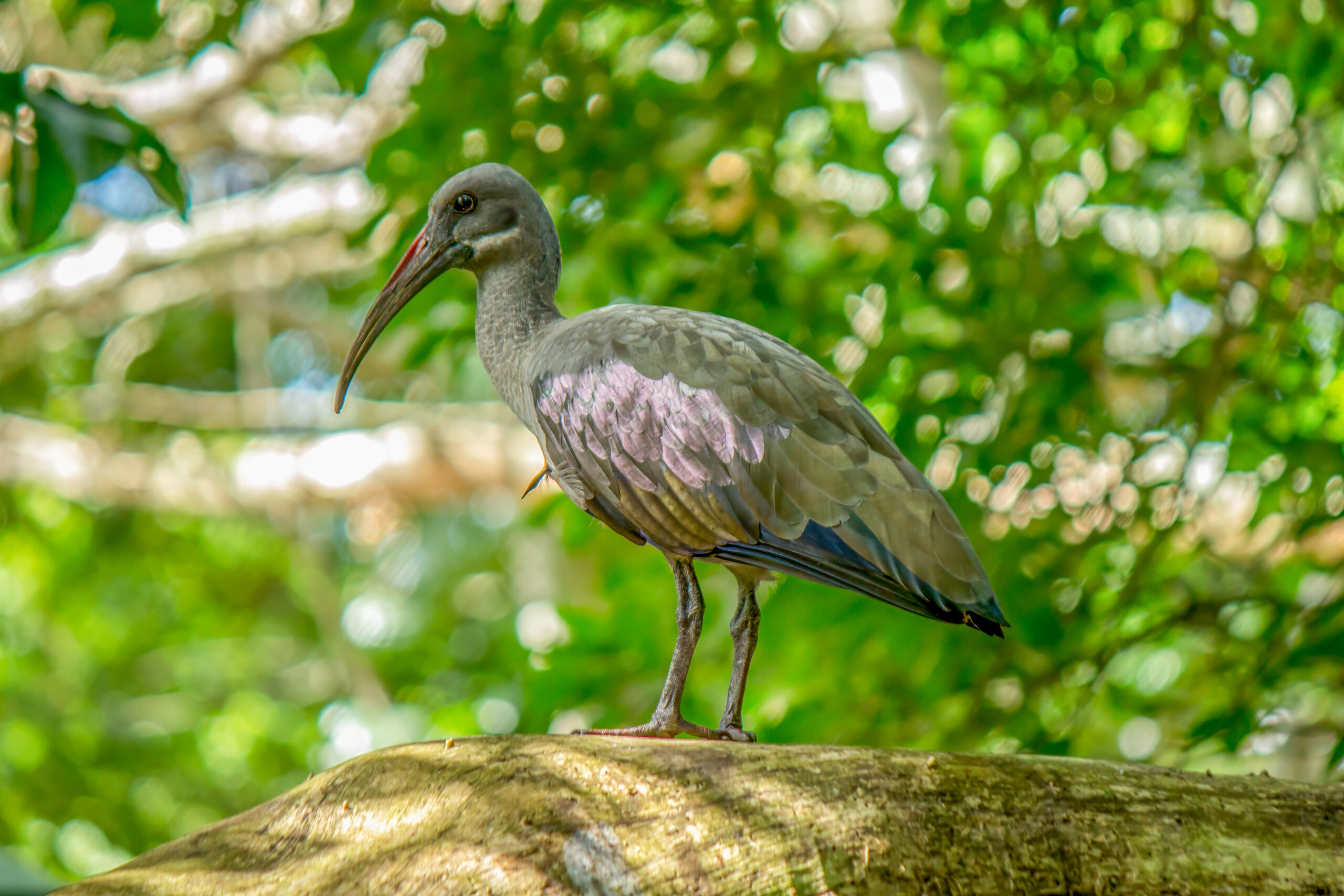 Hadada Ibis (Bostrychia hagedash) @ St Lucia Estuary, South Africa. Photo: Håvard Rosenlund