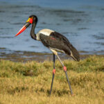 Saddle-billed Stork (Ephippiorhynchus senegalensis) @ Ndumo Game Reserve, South Africa. Photo: Håvard Rosenlund