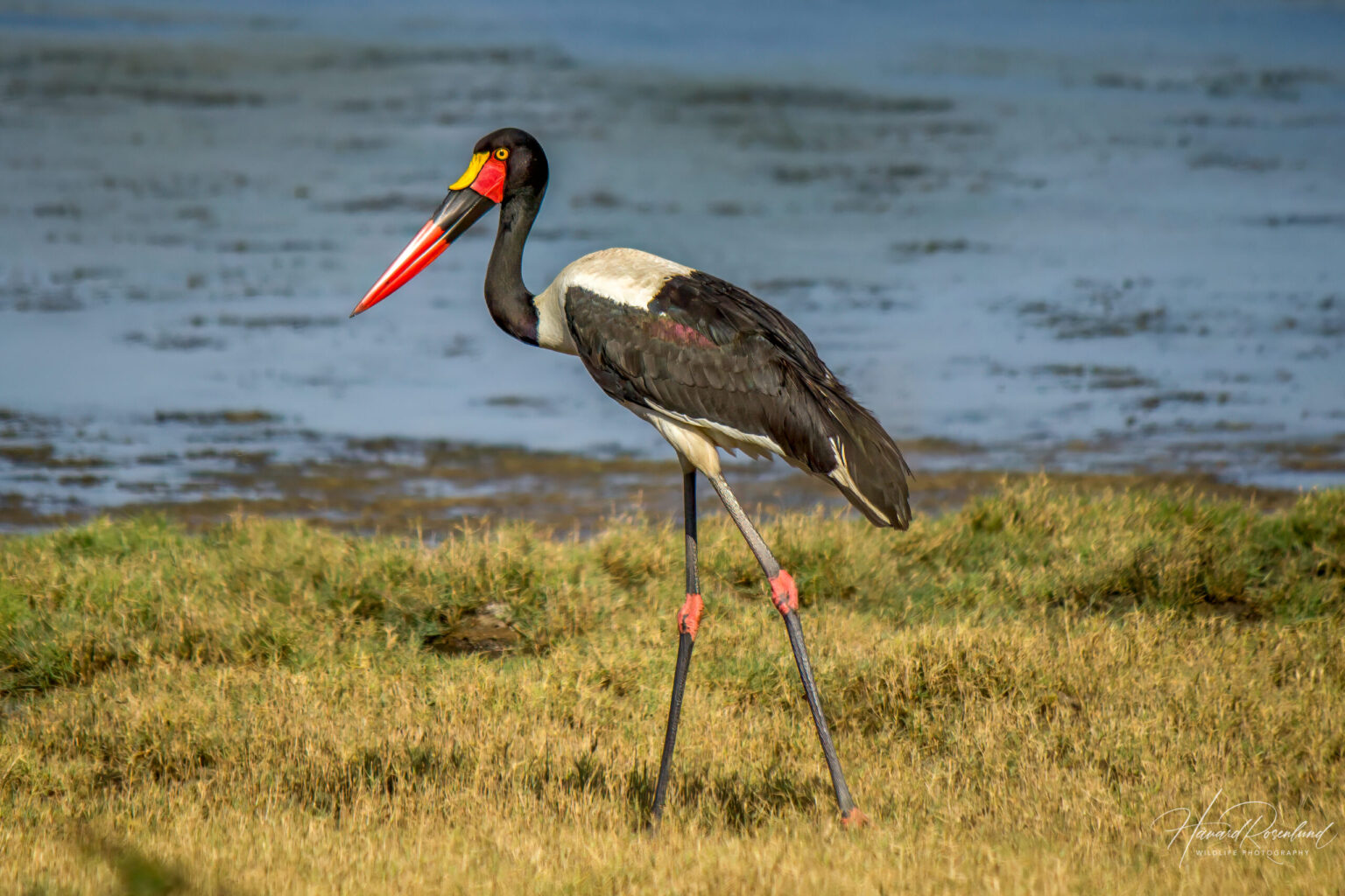 Saddle-billed Stork (Ephippiorhynchus senegalensis) @ Ndumo Game Reserve, South Africa. Photo: Håvard Rosenlund