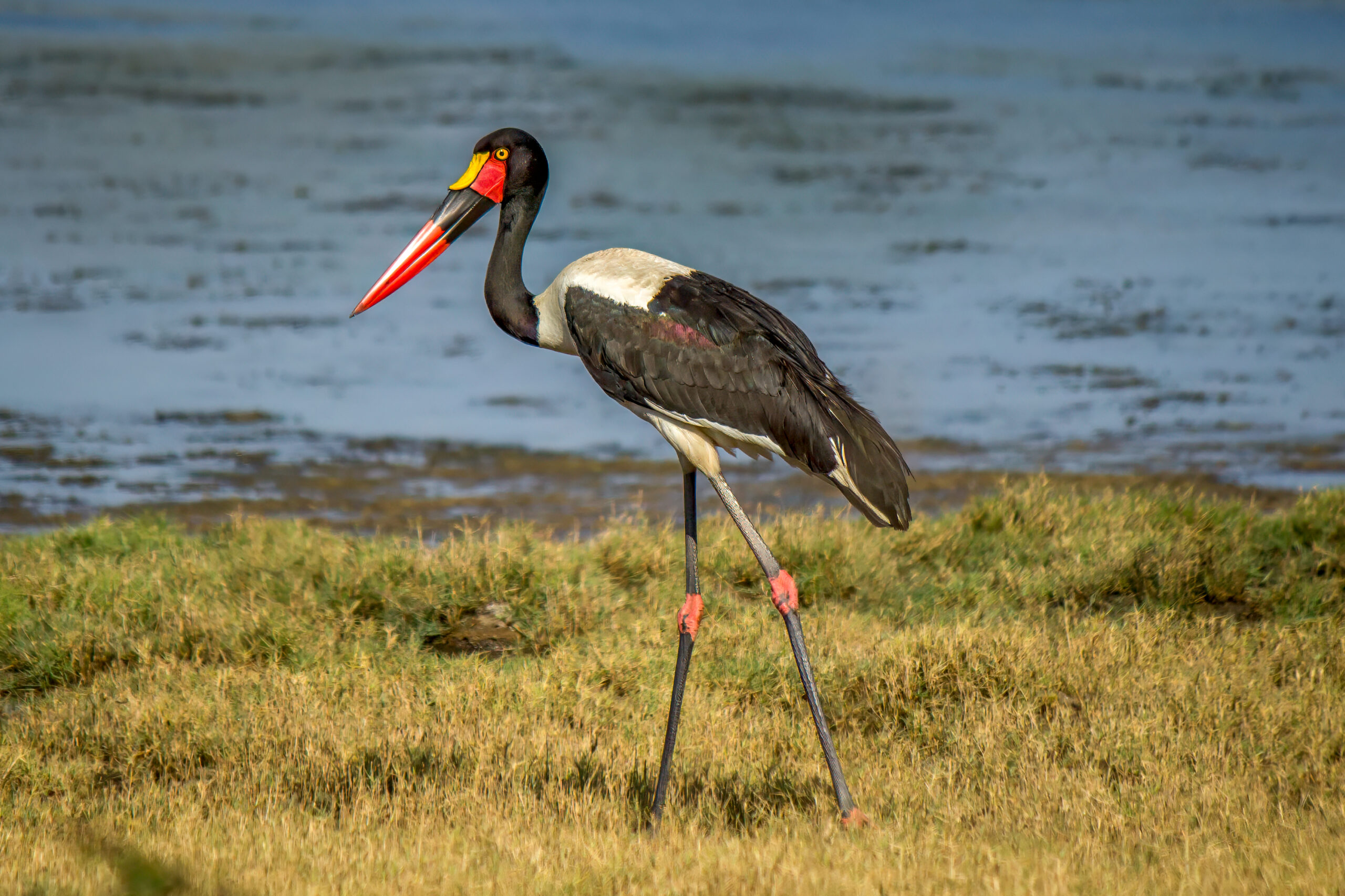 Saddle-billed Stork (Ephippiorhynchus senegalensis) @ Ndumo Game Reserve, South Africa. Photo: Håvard Rosenlund