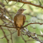 Pale Flycatcher (Agricola pallidus) @ Hluhlwe-iMfolozi Park, South Africa. Photo: Håvard Rosenlund