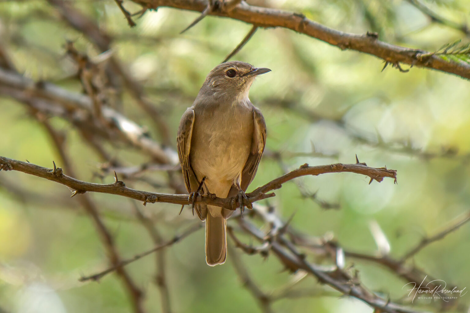 Pale Flycatcher (Agricola pallidus) @ Hluhlwe-iMfolozi Park, South Africa. Photo: Håvard Rosenlund