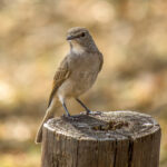 Pale Flycatcher (Agricola pallidus) @ Hluhlwe-iMfolozi Park, South Africa. Photo: Håvard Rosenlund