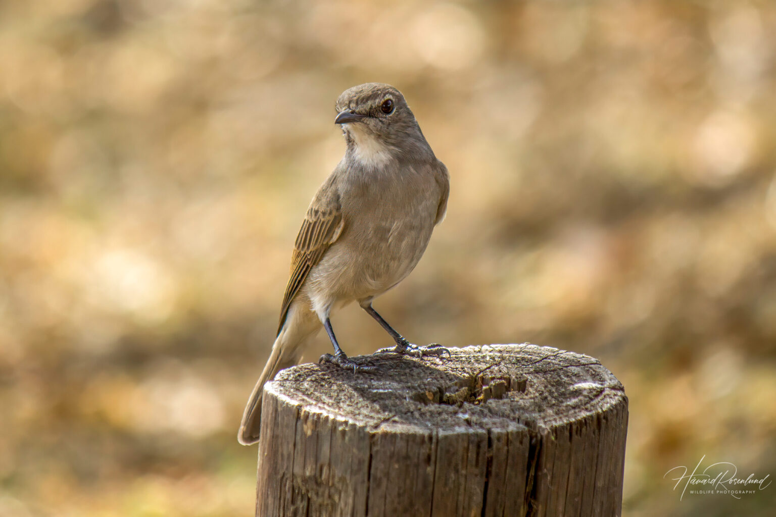 Pale Flycatcher (Agricola pallidus) @ Hluhlwe-iMfolozi Park, South Africa. Photo: Håvard Rosenlund