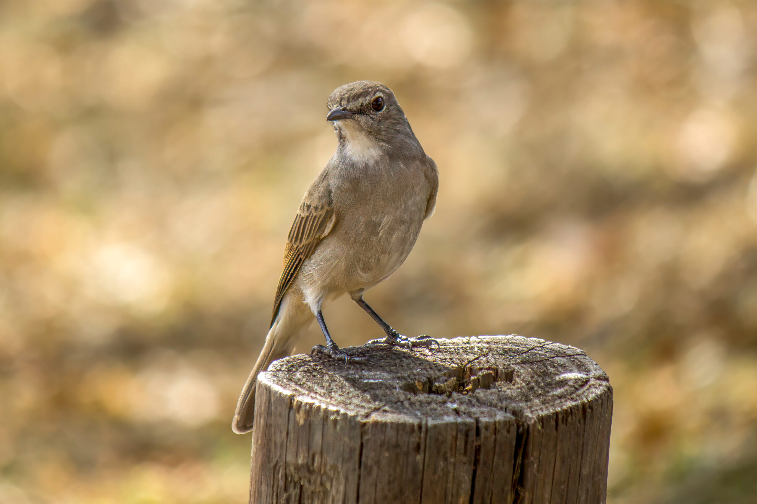 Pale Flycatcher (Agricola pallidus) @ Hluhluwe-iMfolozi Park, South Africa. Photo: Håvard Rosenlund