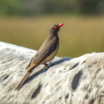Red-billed Oxpecker (Buphagus erythroryncha) @ Tembe Elephant Park, South Africa. Photo: Håvard Rosenlund
