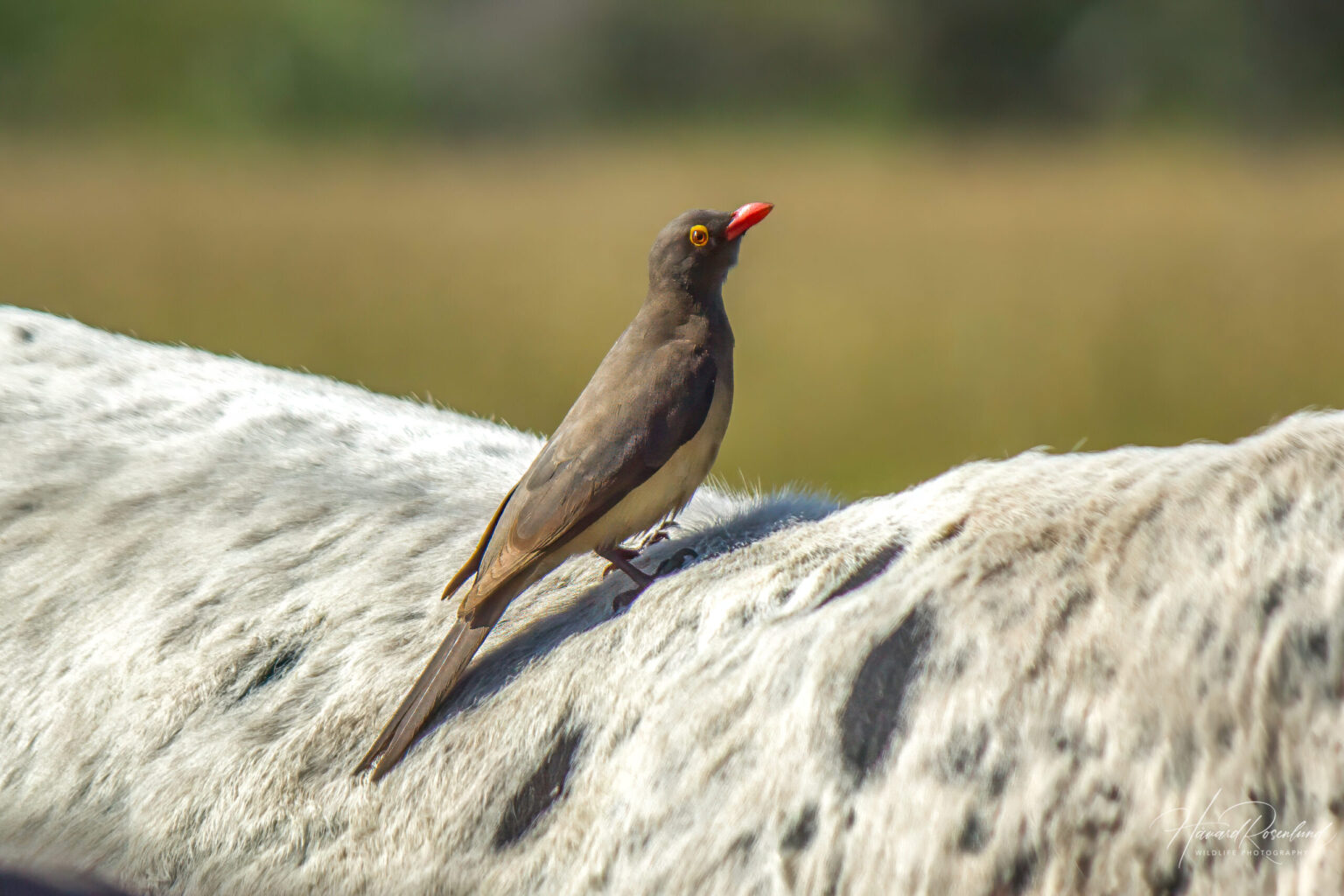 Red-billed Oxpecker (Buphagus erythroryncha) @ Tembe Elephant Park, South Africa. Photo: Håvard Rosenlund