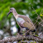 Hadada Ibis (Bostrychia hagedash) @ Tembe Elephant Park, South Africa. Photo: Håvard Rosenlund