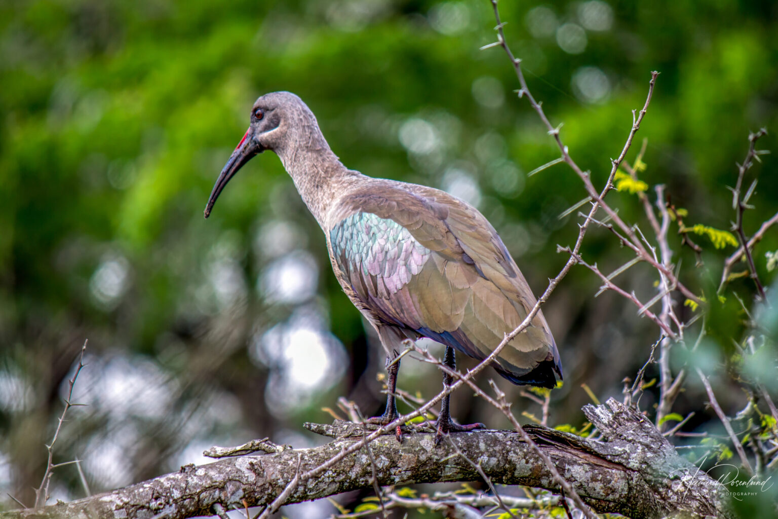 Hadada Ibis (Bostrychia hagedash) @ Tembe Elephant Park, South Africa. Photo: Håvard Rosenlund