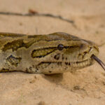 Southern African Python (Python natalensis) @ Tembe Elephant Park, South Africa. Photo: Håvard Rosenlund