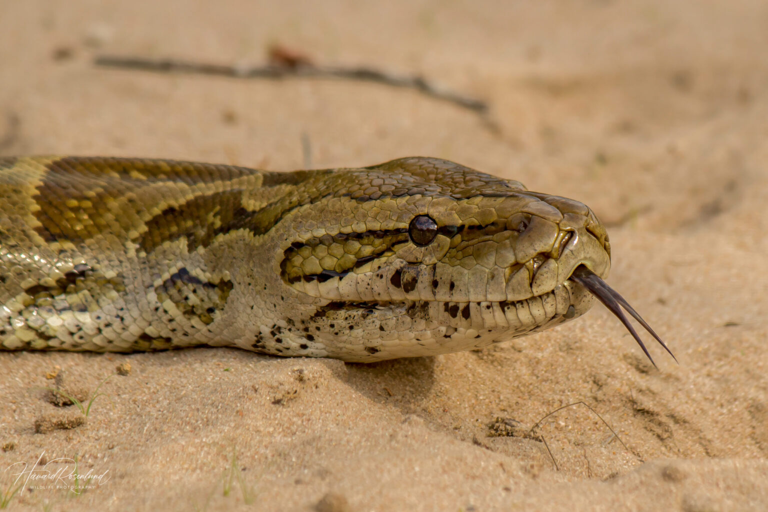 Southern African Python (Python natalensis) @ Tembe Elephant Park, South Africa. Photo: Håvard Rosenlund