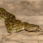 Southern African Python (Python natalensis) @ Tembe Elephant Park, South Africa. Photo: Håvard Rosenlund