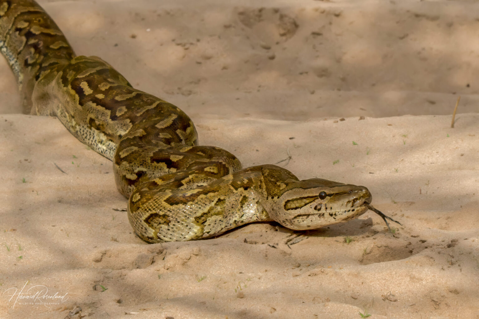 Southern African Python (Python natalensis) @ Tembe Elephant Park, South Africa. Photo: Håvard Rosenlund