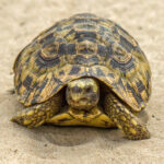 Eastern Hinge-back Tortoise (Kinixys zombensis) @ Tembe Elephant Park, South Africa. Photo: Håvard Rosenlund