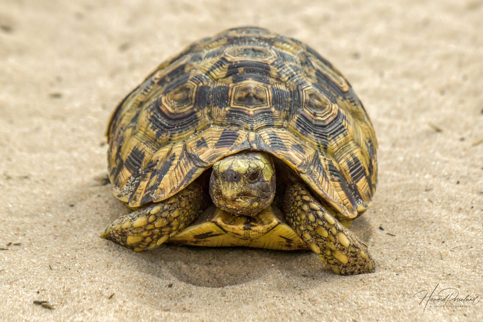 Eastern Hinge-back Tortoise (Kinixys zombensis) @ Tembe Elephant Park, South Africa. Photo: Håvard Rosenlund