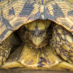 Eastern Hinge-back Tortoise (Kinixys zombensis) @ Tembe Elephant Park, South Africa. Photo: Håvard Rosenlund