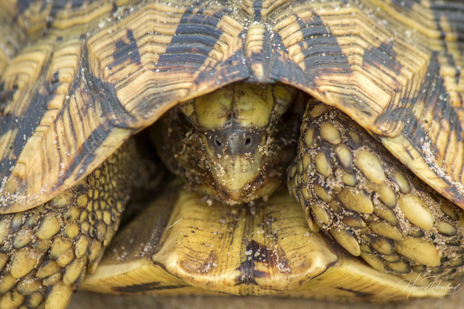 Eastern Hinge-back Tortoise (Kinixys zombensis) @ Tembe Elephant Park, South Africa. Photo: Håvard Rosenlund