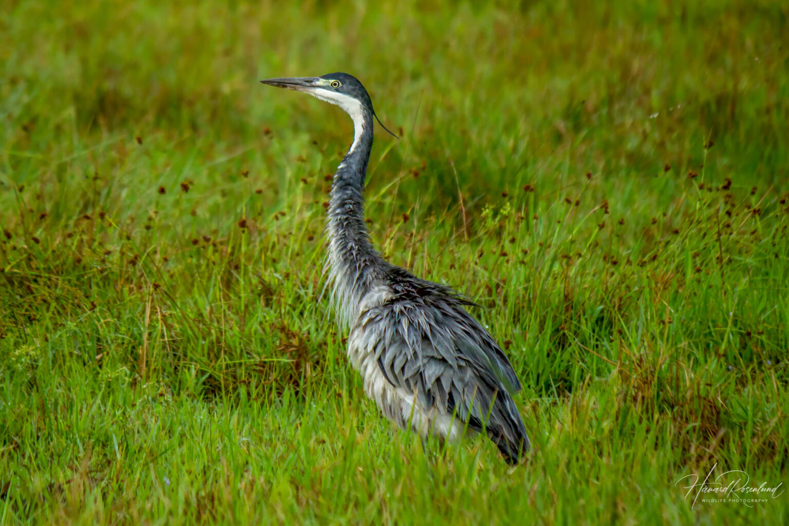 Black-headed Heron (Ardea melanocephala) @ Western Shores - iSimangaliso Wetland Park, South Africa. Photo: Håvard Rosenlund