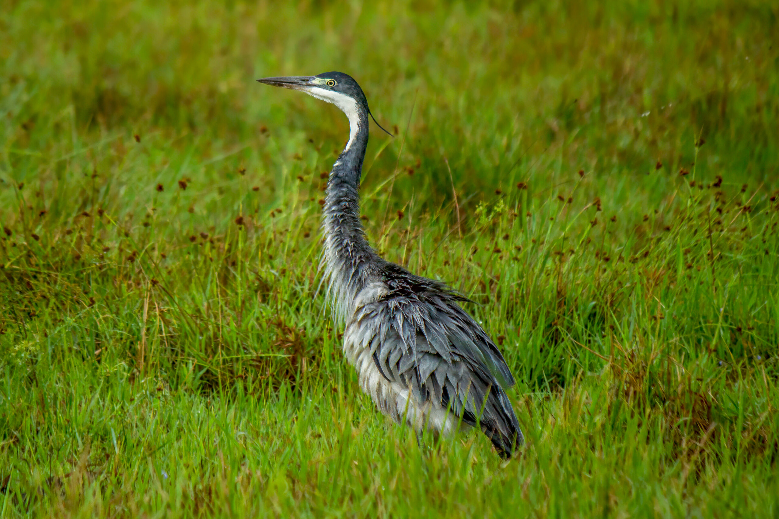 Black-headed Heron (Ardea melanocephala) @ Western Shores - iSimangaliso Wetland Park, South Africa. Photo: Håvard Rosenlund