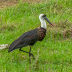 African Woolly-necked Stork (Ciconia microscelis) @ Tembe Elephant Park, South Africa. Photo: Håvard Rosenlund