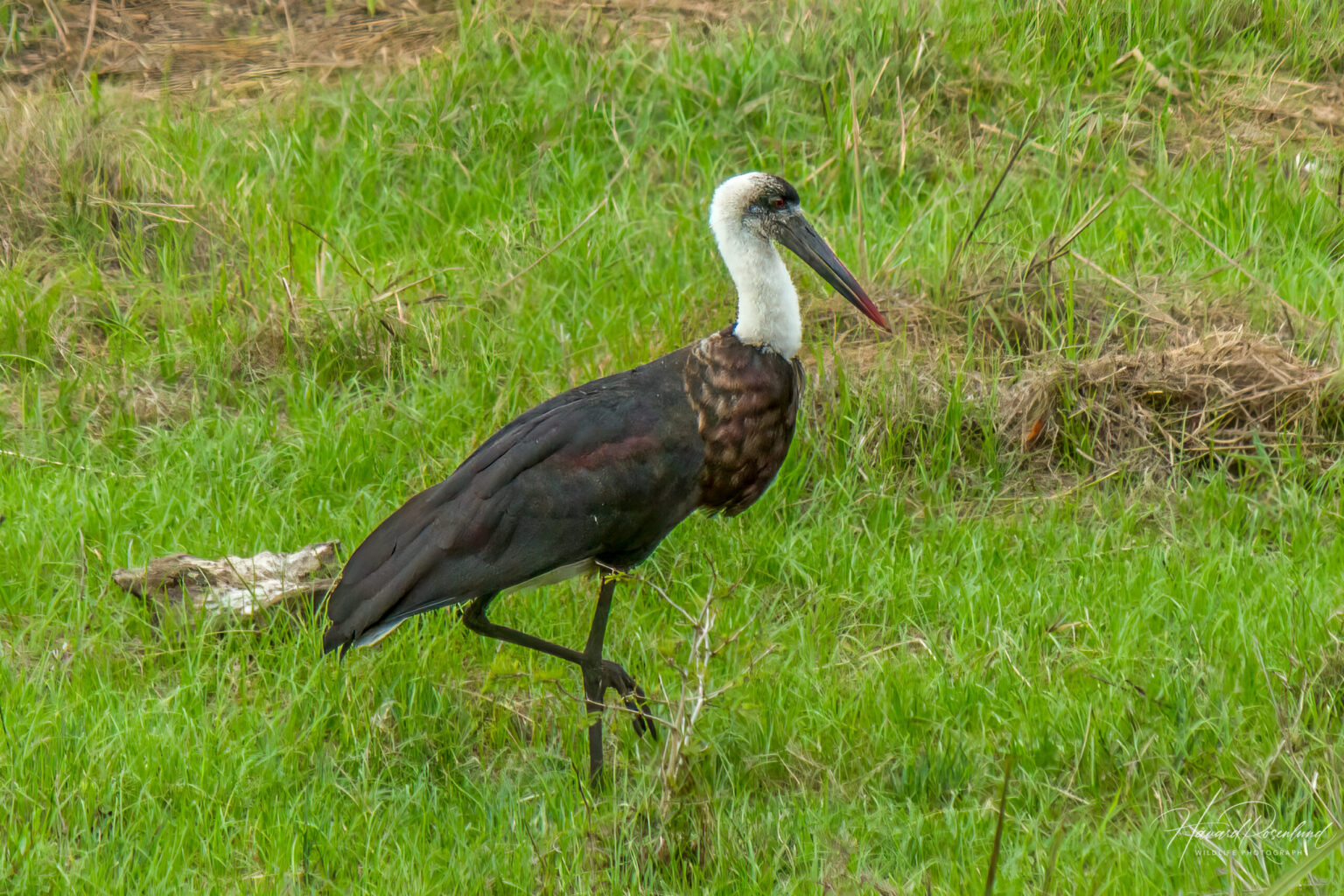 African Woolly-necked Stork (Ciconia microscelis) @ Tembe Elephant Park, South Africa. Photo: Håvard Rosenlund