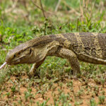 Rock Monitor (Varanus albigularis) @ Phinda Private Game Reserve, South Africa. Photo: Håvard Rosenlund