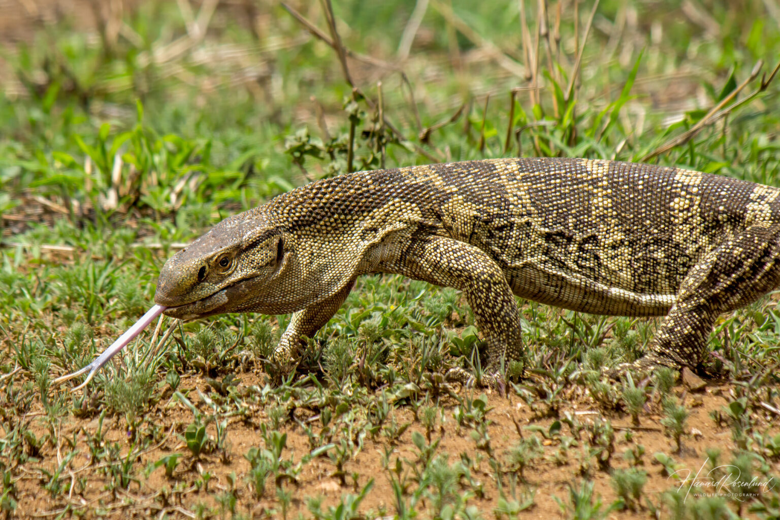 Rock Monitor (Varanus albigularis) @ Phinda Private Game Reserve, South Africa. Photo: Håvard Rosenlund