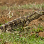 Rock Monitor (Varanus albigularis) @ Phinda Private Game Reserve, South Africa. Photo: Håvard Rosenlund