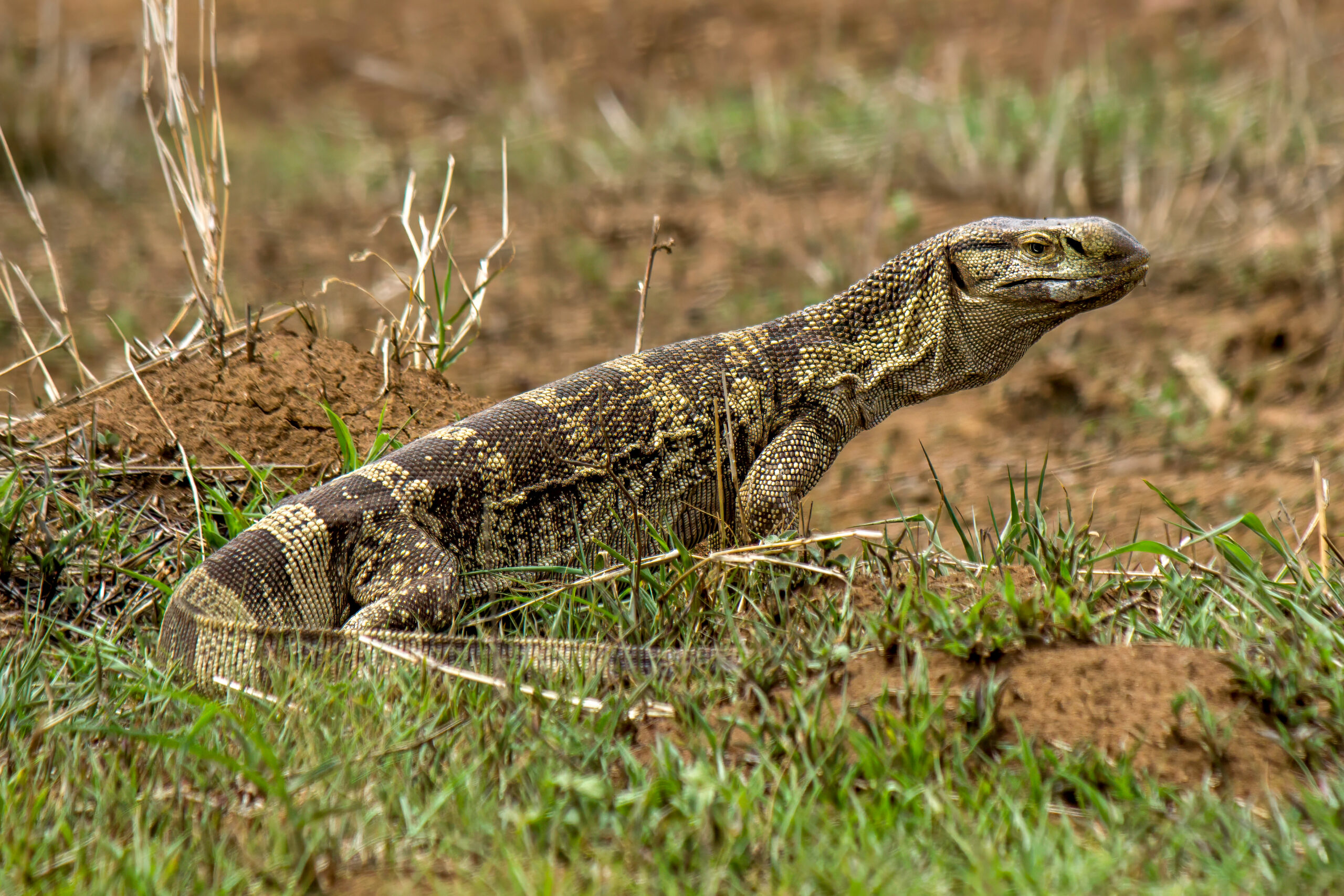 Rock Monitor (Varanus albigularis) @ Phinda Private Game Reserve, South Africa. Photo: Håvard Rosenlund