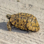 Eastern Hinge-back Tortoise (Kinixys zombensis) @ Tembe Elephant Park, South Africa. Photo: Håvard Rosenlund