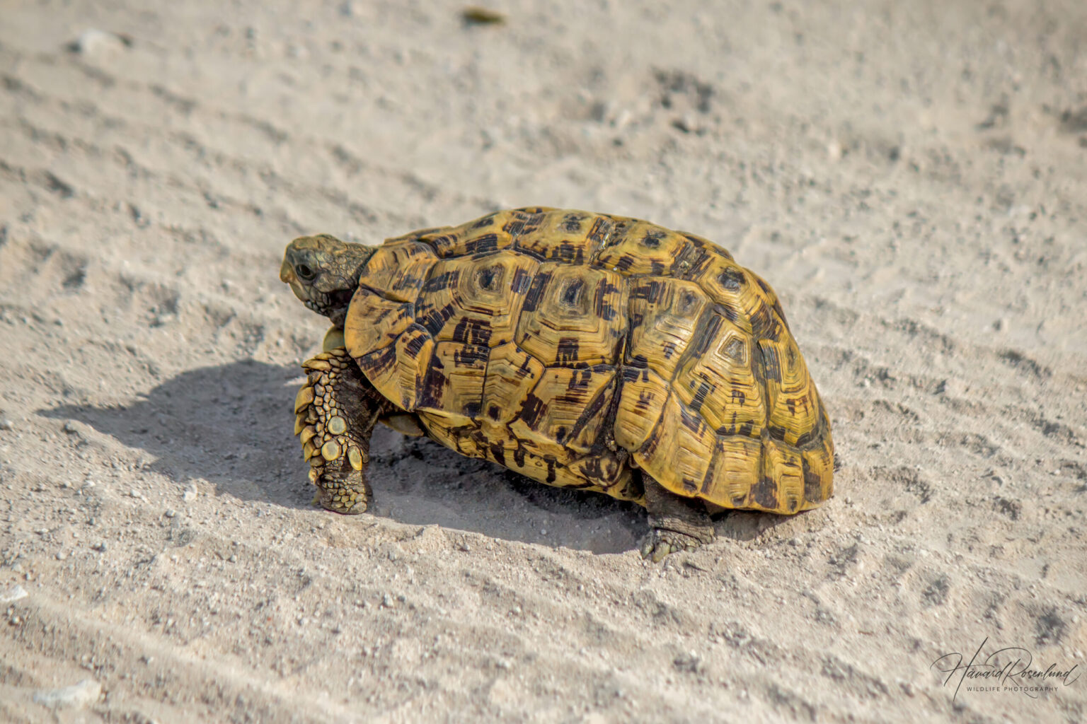 Eastern Hinge-back Tortoise (Kinixys zombensis) @ Tembe Elephant Park, South Africa. Photo: Håvard Rosenlund