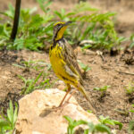 Yellow-throated Longclaw (Macronyx croceus) @ Phinda Private Game Reserve, South Africa. Photo: Håvard Rosenlund
