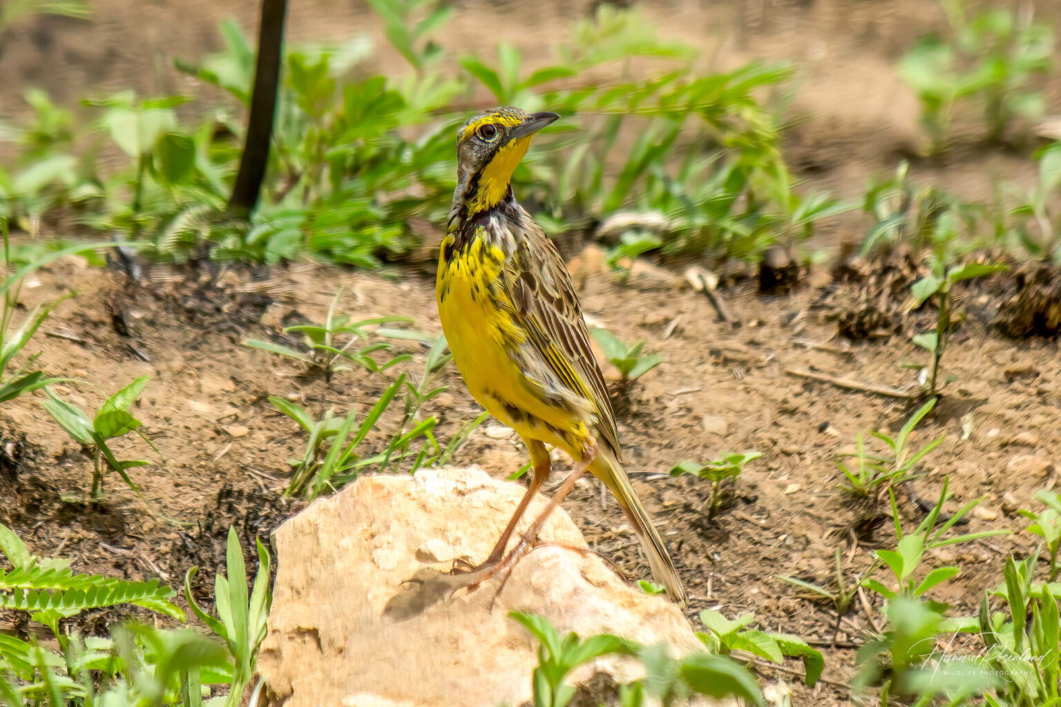 Yellow-throated Longclaw (Macronyx croceus) @ Phinda Private Game Reserve, South Africa. Photo: Håvard Rosenlund