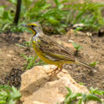 Yellow-throated Longclaw (Macronyx croceus) @ Phinda Private Game Reserve, South Africa. Photo: Håvard Rosenlund