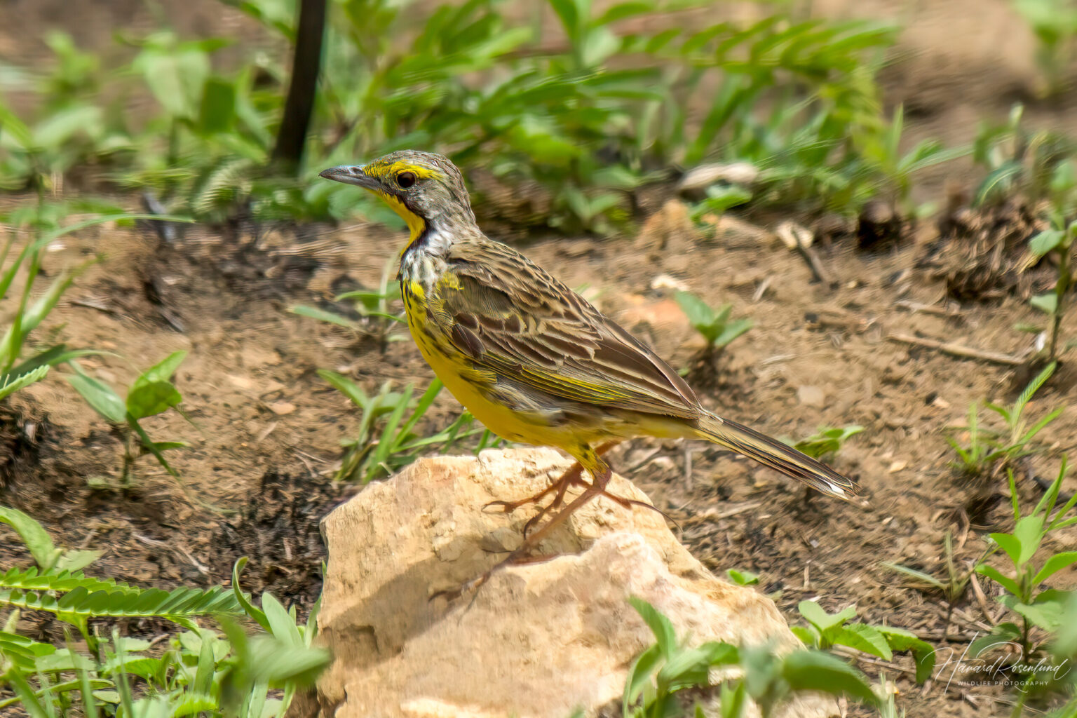 Yellow-throated Longclaw (Macronyx croceus) @ Phinda Private Game Reserve, South Africa. Photo: Håvard Rosenlund