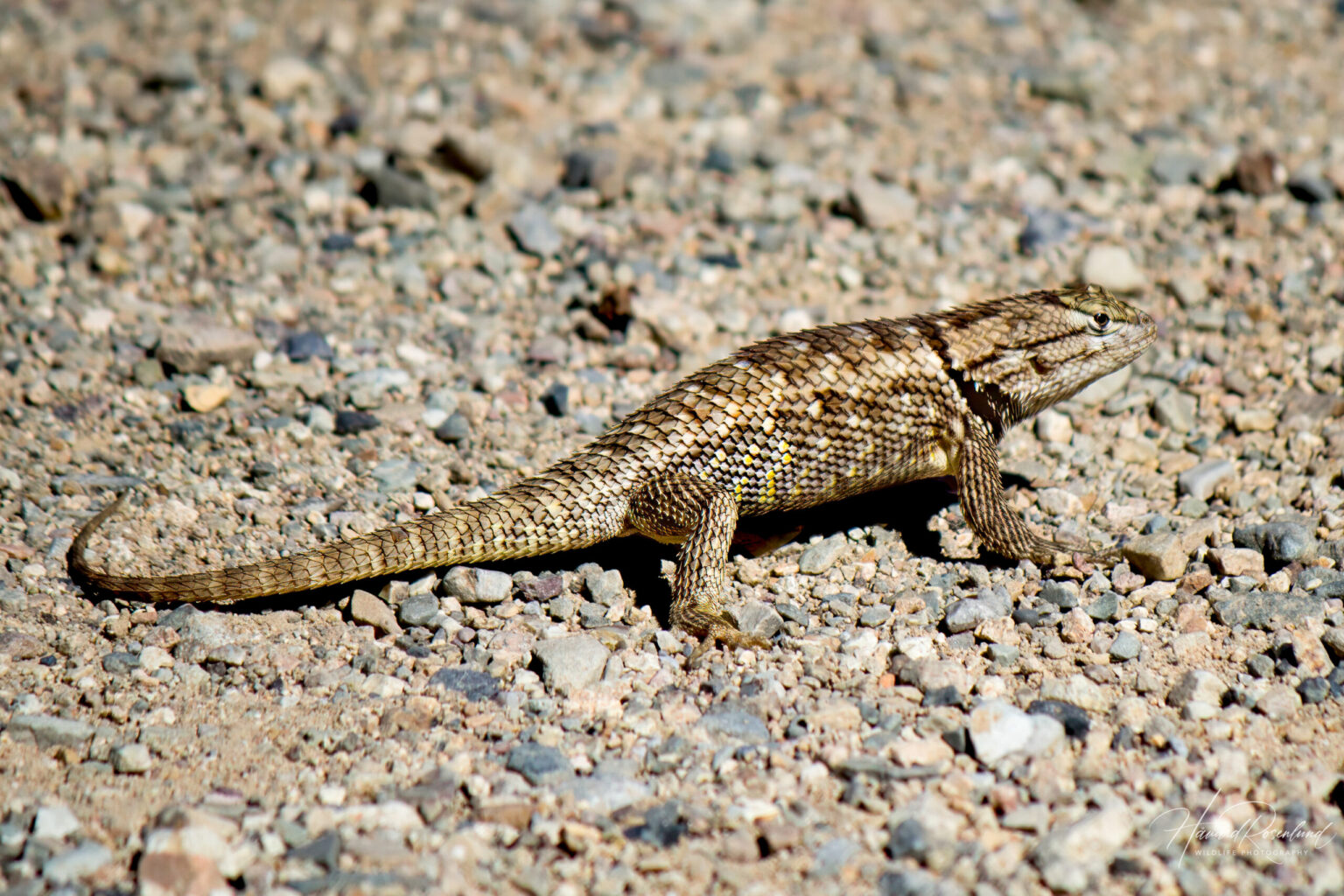 Desert Spiny Lizard (Sceloporus magister) @ Sonoran Desert, Arizona, USA. Photo: Håvard Rosenlund