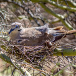 White-winged Dove (Zenaida asiatica) @ Sonoran Desert, Arizona, USA. Photo: Håvard Rosenlund