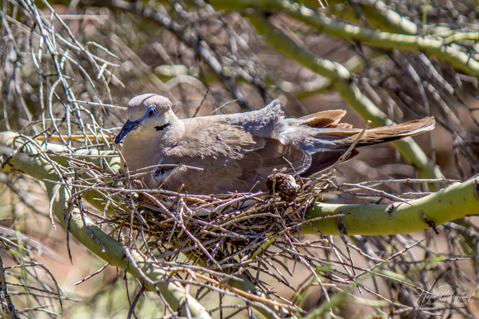 White-winged Dove (Zenaida asiatica) @ Sonoran Desert, Arizona, USA. Photo: Håvard Rosenlund