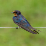 Barn Swallow (Hirundo rustica) @ Phinda Private Game Reserve, South Africa. Photo: Håvard Rosenlund