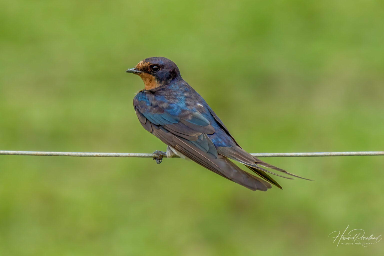 Barn Swallow (Hirundo rustica) @ Phinda Private Game Reserve, South Africa. Photo: Håvard Rosenlund