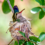 Broad-billed Hummingbird (Cynanthus latirostris) @ Sonoran Desert, Arizona, USA. Photo: Håvard Rosenlund