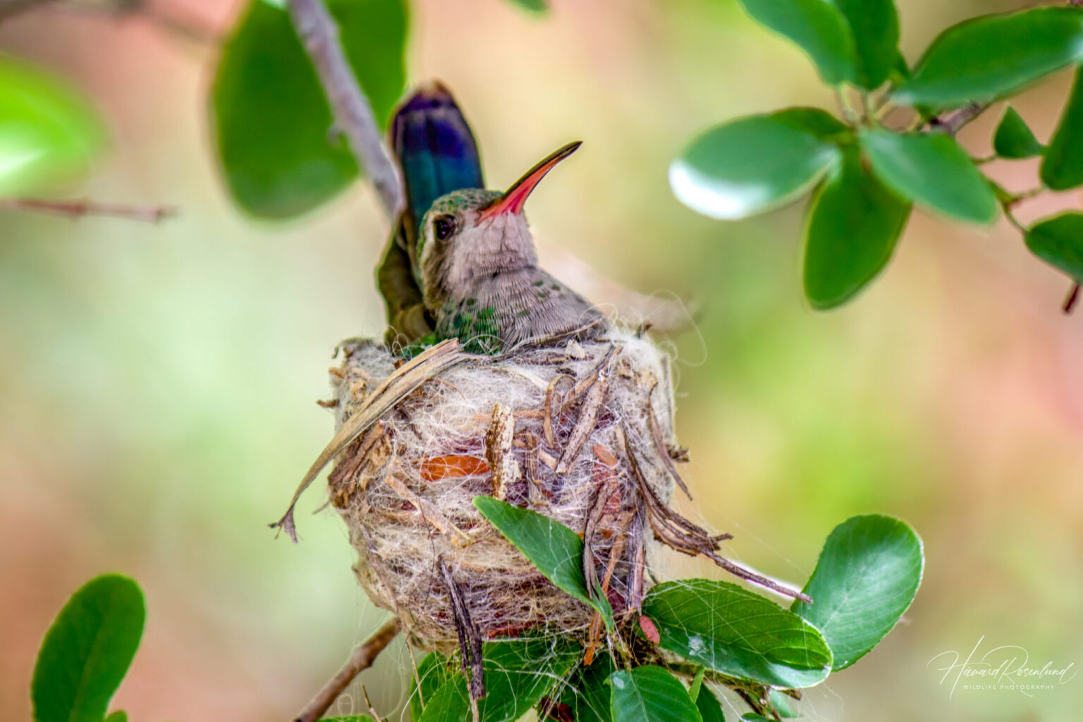 Broad-billed Hummingbird (Cynanthus latirostris) @ Sonoran Desert, Arizona, USA. Photo: Håvard Rosenlund