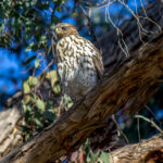 Cooper's Hawk (Astur cooperii) - Juvenile @ San Diego, California, USA. Photo: Håvard Rosenlund