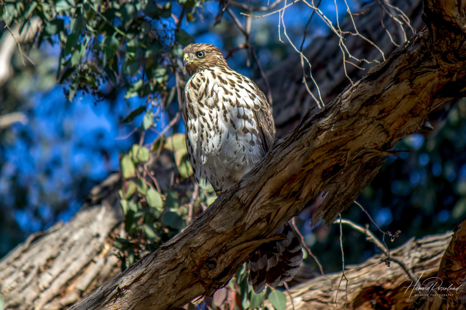 Cooper's Hawk (Astur cooperii) - Juvenile @ San Diego, California, USA. Photo: Håvard Rosenlund