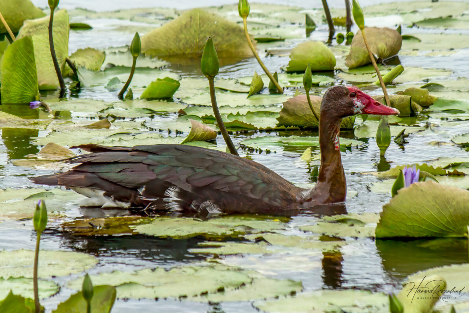 Spur-winged Goose (Plectropterus gambensis) @ Western Shores - iSimangaliso Wetland Park, South Africa. Photo: Håvard Rosenlund