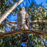 Cooper's Hawk (Astur cooperii) - Juvenile @ San Diego, California, USA. Photo: Håvard Rosenlund