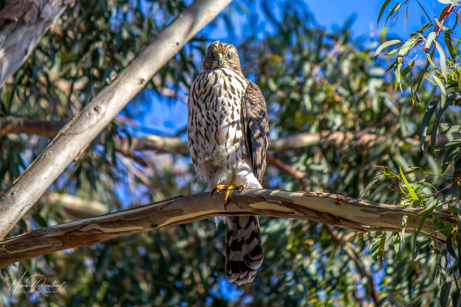 Cooper's Hawk (Astur cooperii) - Juvenile @ San Diego, California, USA. Photo: Håvard Rosenlund